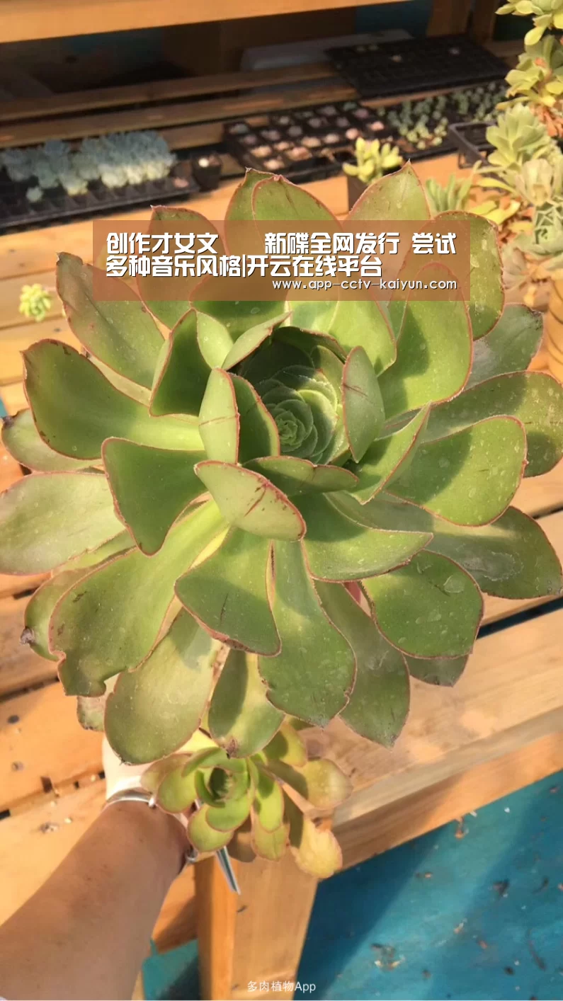 创作才女文芃芃新碟全网发行 尝试多种音乐风格|开云在线平台(图4) 开云官网